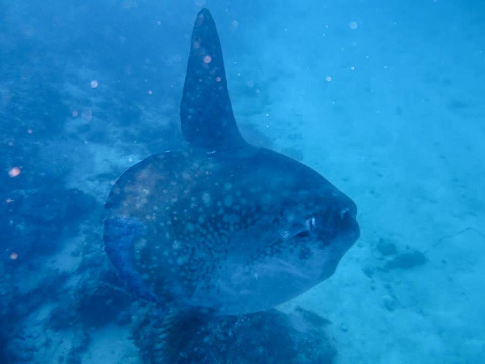 Le mola mola bali : la vedette de l’île de Bali