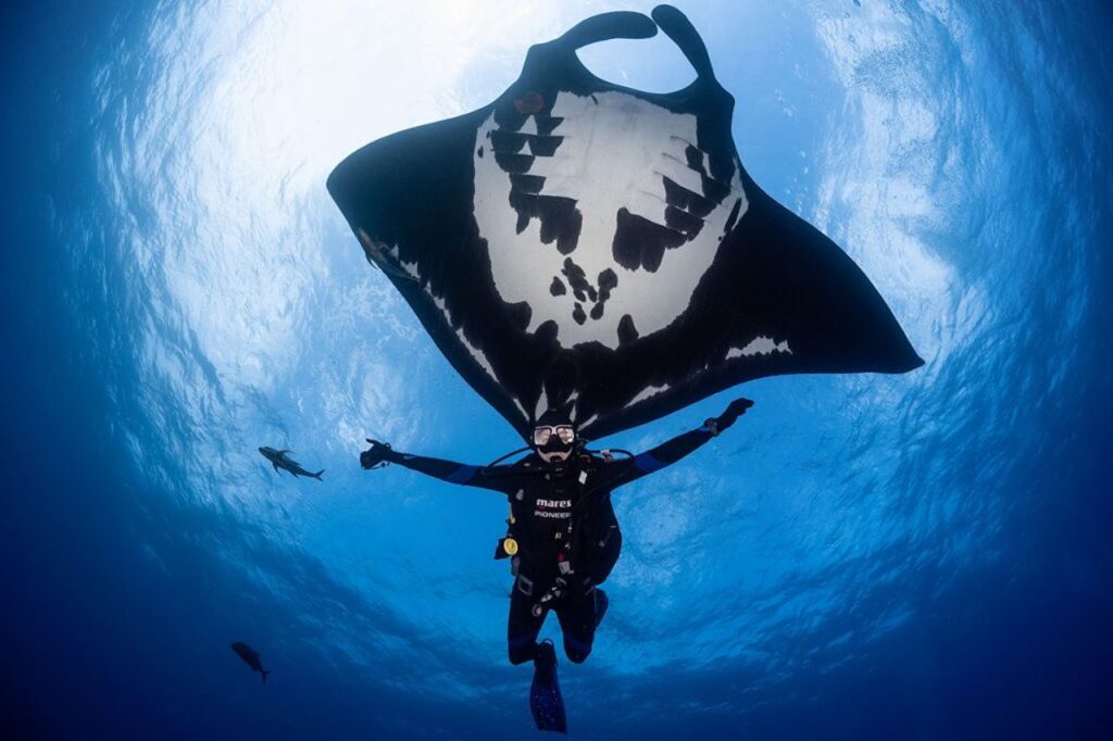 Dancing with The Giant Manta on your diving in Komodo islands.