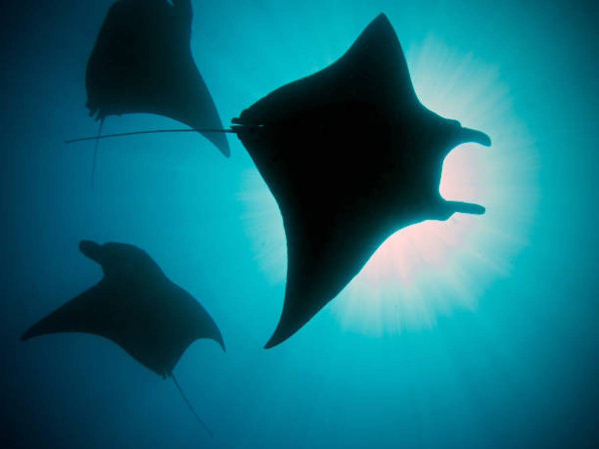 Meet the Giant Manta on your diving journey at Komodo island.